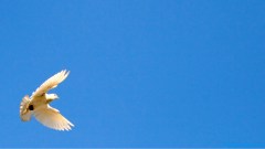 預苦期四十天靈修操練．第九天