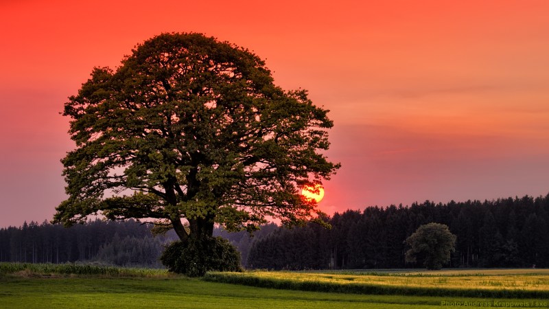 Old Oak at Sunset
