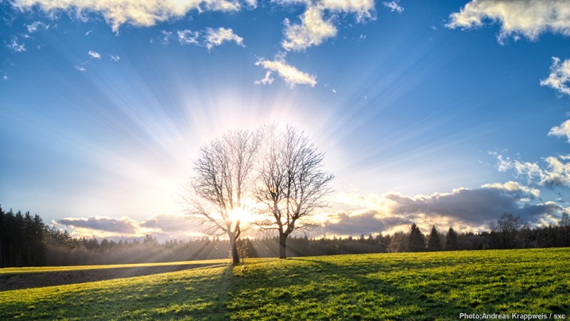 Winter Trees at Sunset