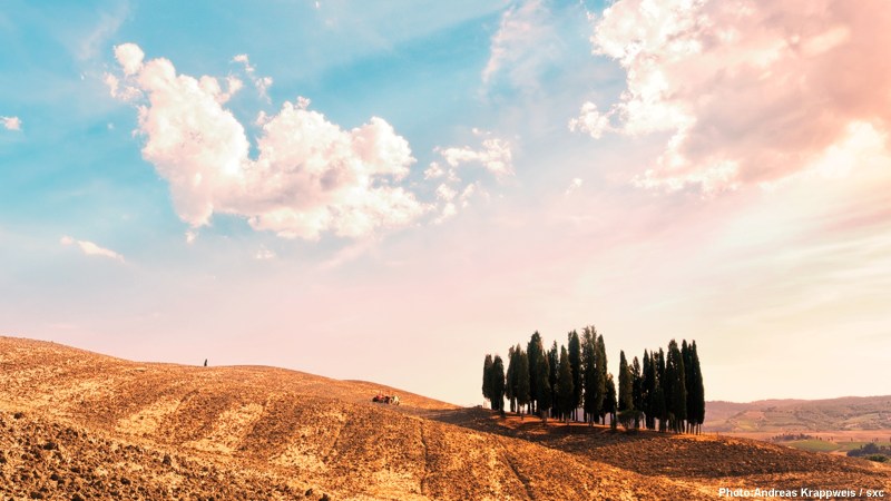 Group of Cypress Trees on Hill