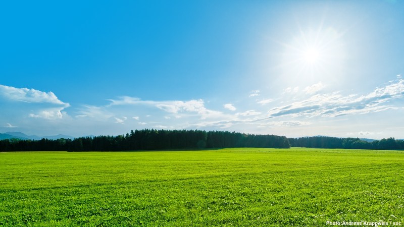 Green Field Landscape