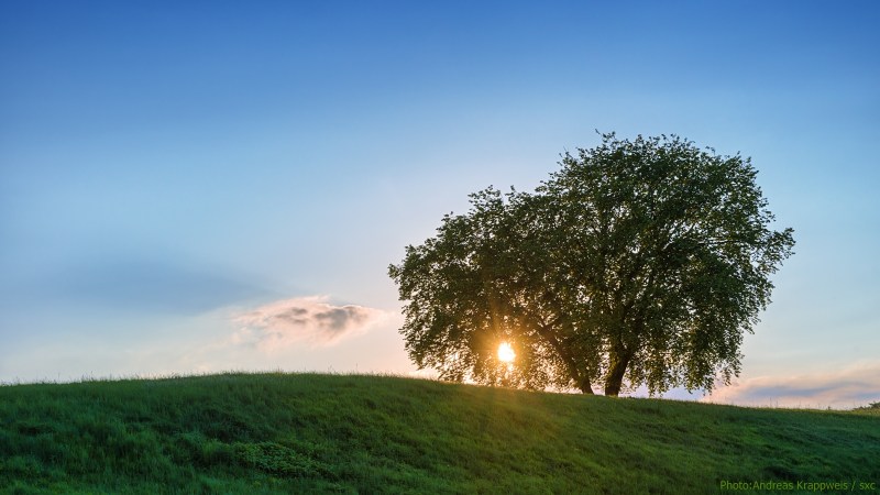 Setting Sun behind Tree