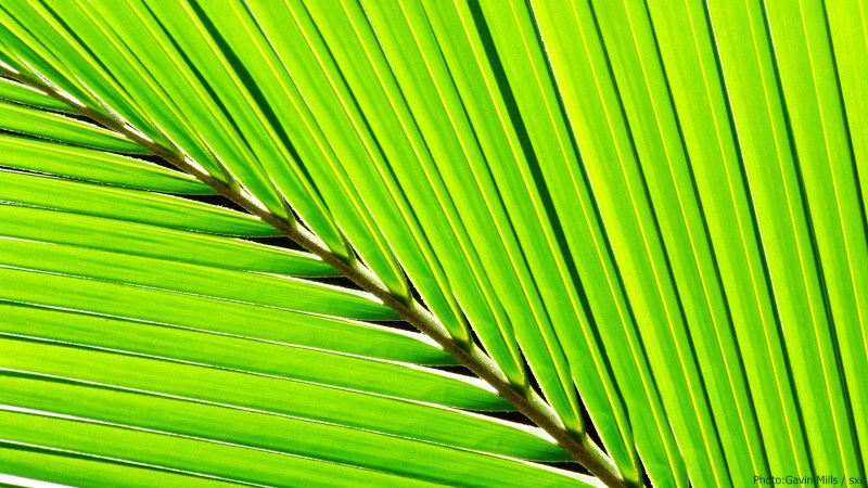 cww-photo-20140413-sunday-1600x900