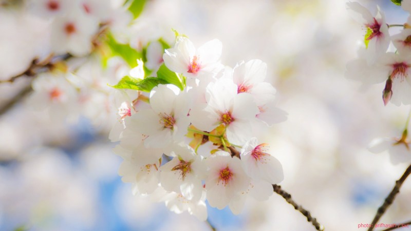 cww-photo-20150405-sunday-1600x900