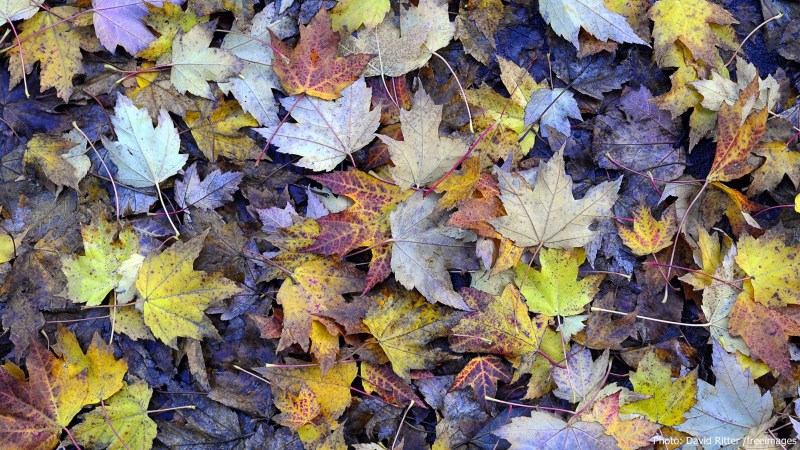 cww-photo-20160117-sunday-1600x900