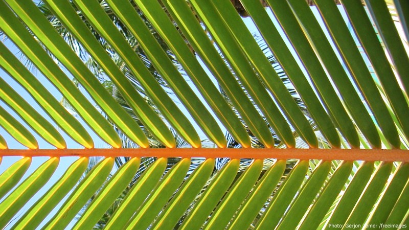 MINOLTA DIGITAL CAMERA