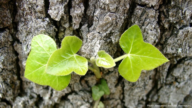 cww-photo-20160410-sunday-1600x900