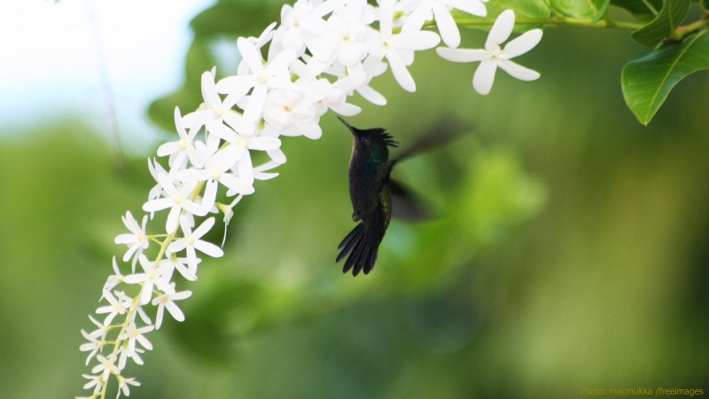 cww-photo-20160515-sunday-1600x900